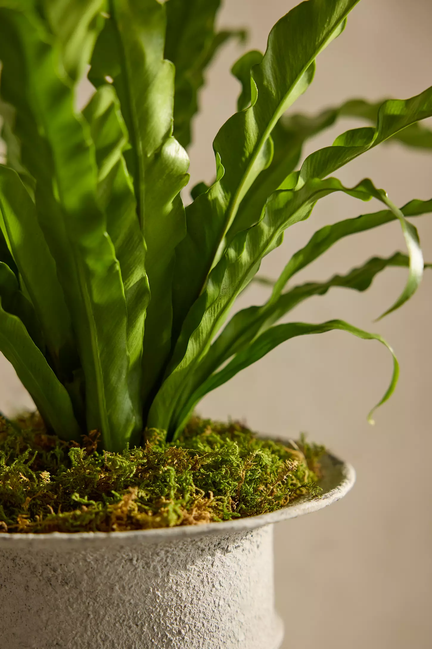 hellolovelyliving terrain