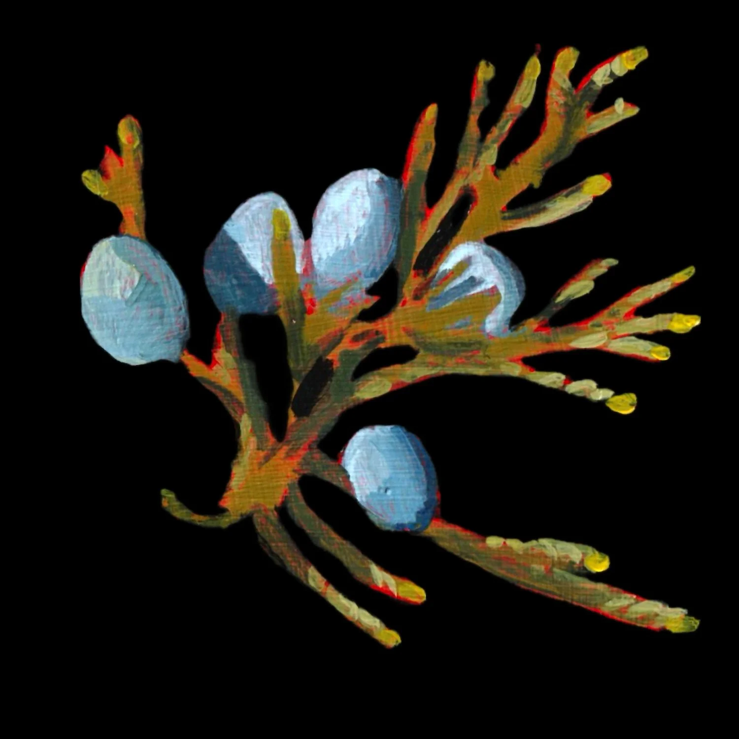 38juniperBerry.jpg