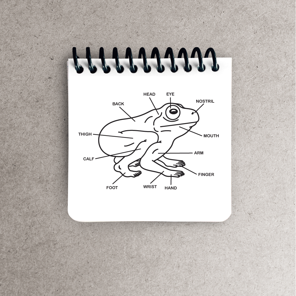 CRUX-WEB-frog_notepads.png