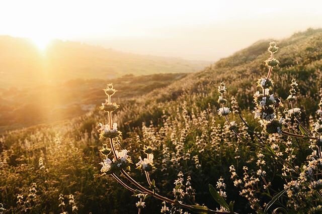 The sun and the sage; an amalgamation of sight and smell that conjures up so many memories of warm spring evenings spent in the hills. As a kid I&rsquo;d spend every last photon of every lengthening day rolling up and down trails choked with blooming