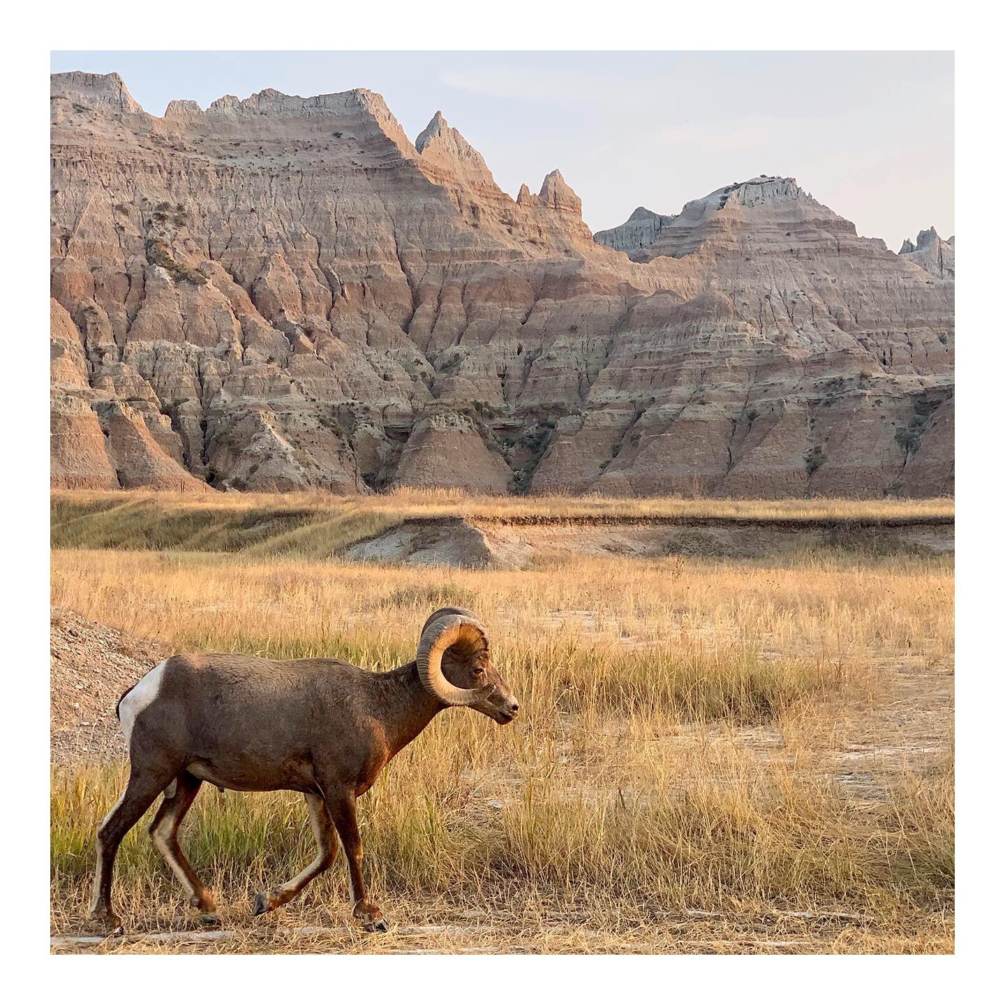 Bighorn Sheep
Badlands National Park
⛰
About 250 bighorn sheep live in the Badlands of the 80,000 still living in the U.S. today. There used to be two million! 🌏
South Dakota, Summer 2020