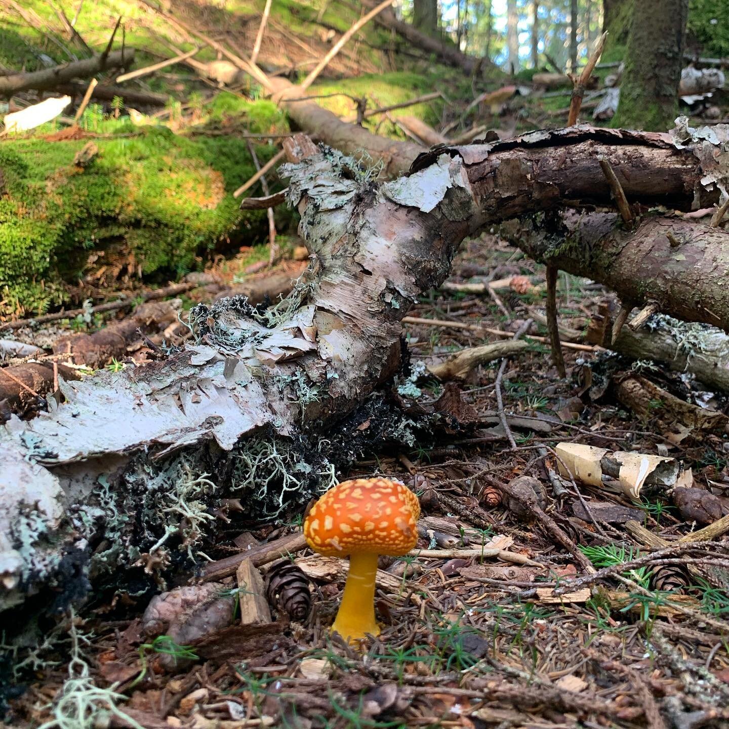 new obsession: 🍄 
 #mycology
foraging tips welcome 🌞