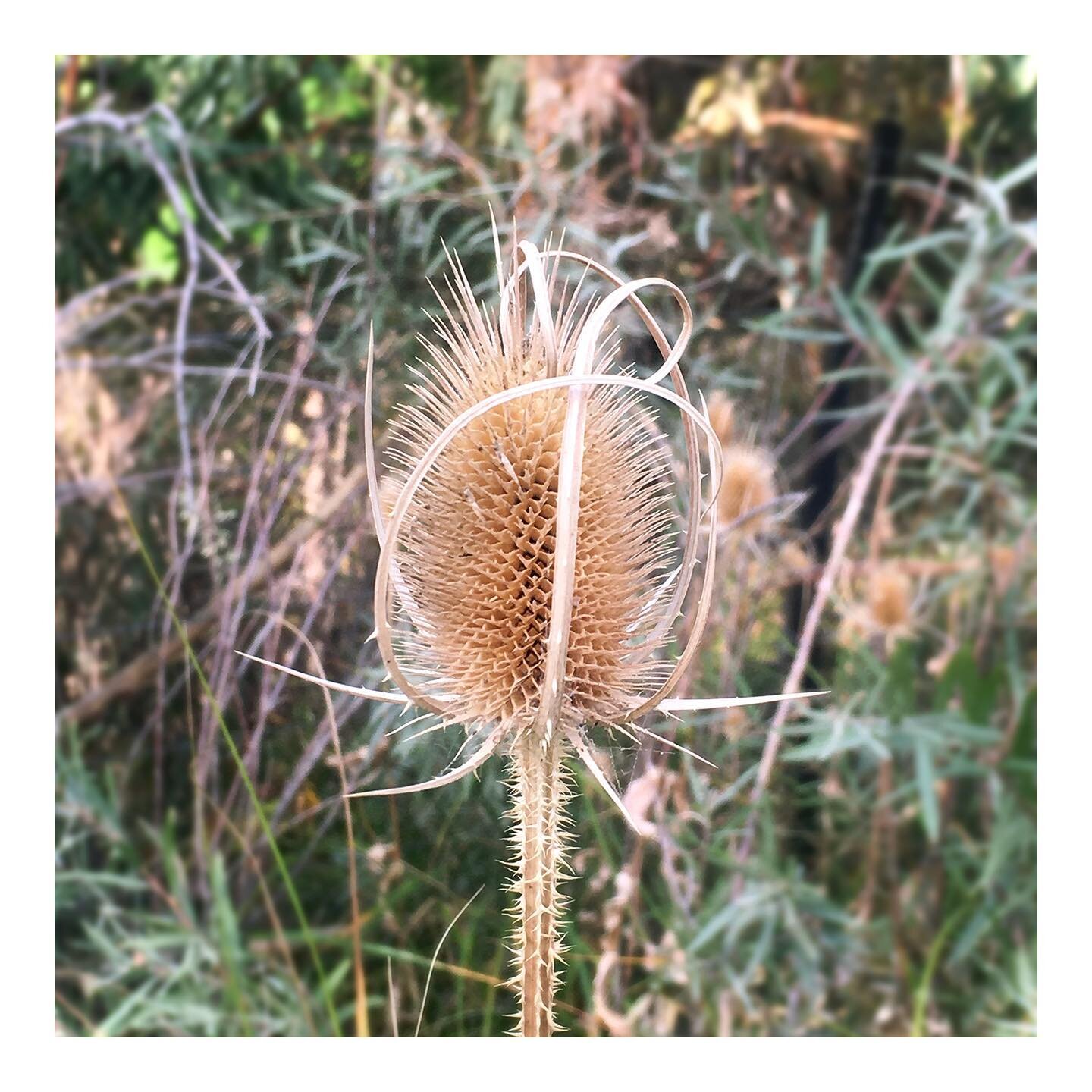 wild teasel 
(dipsacus fullonum)
native to Eurasia and North Africa, considered invasive in the U.S
formerly used for textile processing, specifically for combing wool
Marshall Mesa, Fall 2020