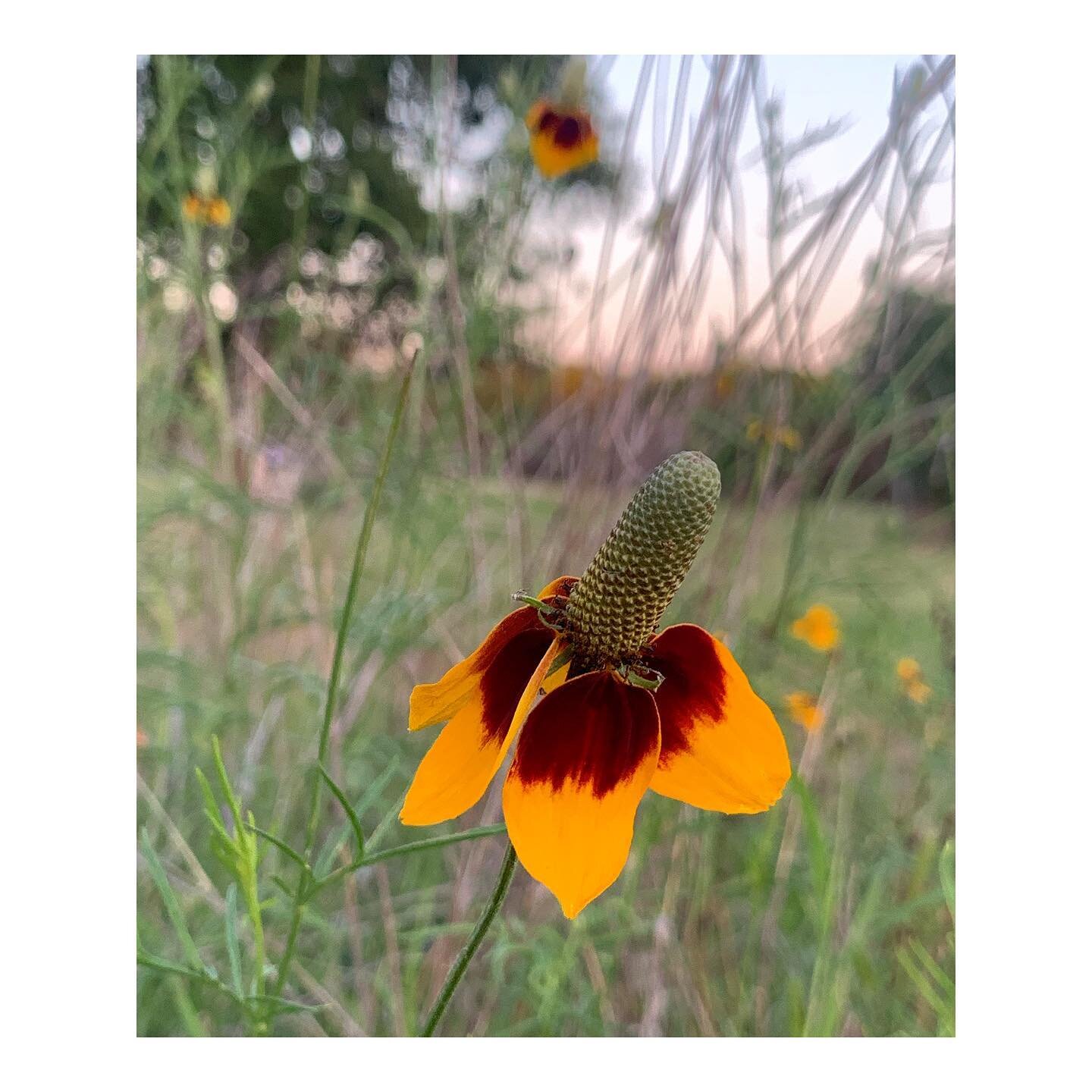 (more) TX wildflowers 🌼
Spring 2021
