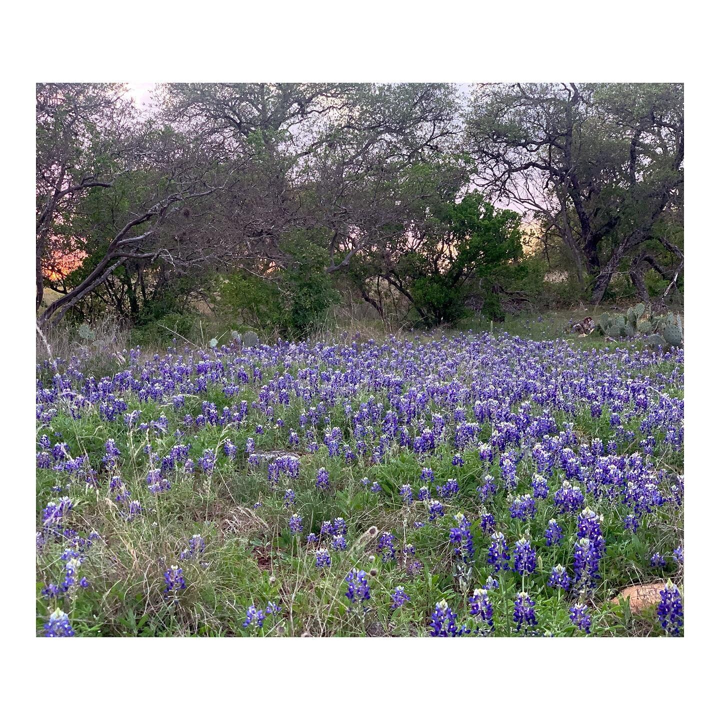 (even more) TX wildflowers 🌾
Spring 2021
🌤
*spent 3 months in Austin, replaced people with plants