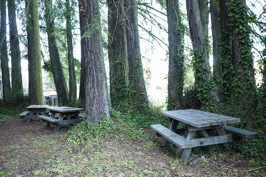  Redwood Picnic Grove near the cheese shop. 