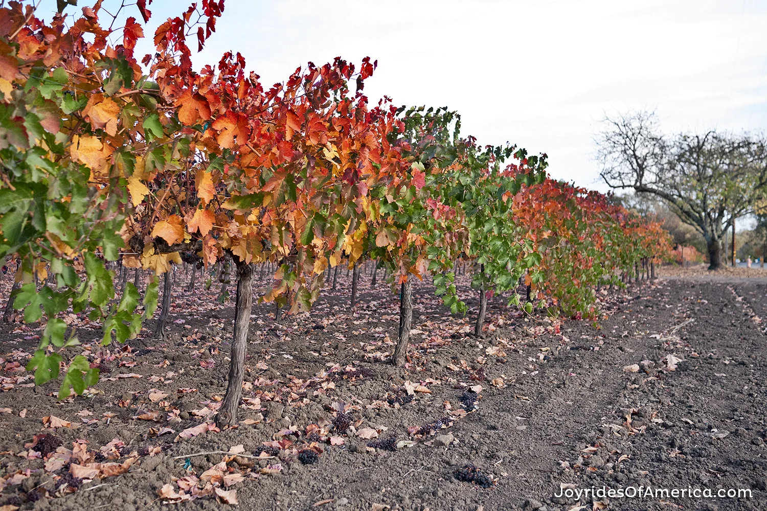 Grant Street vineyards.