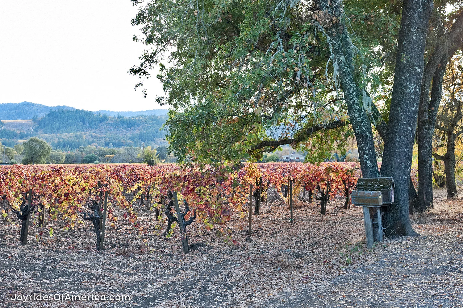 Greenwood Ave. vineyards