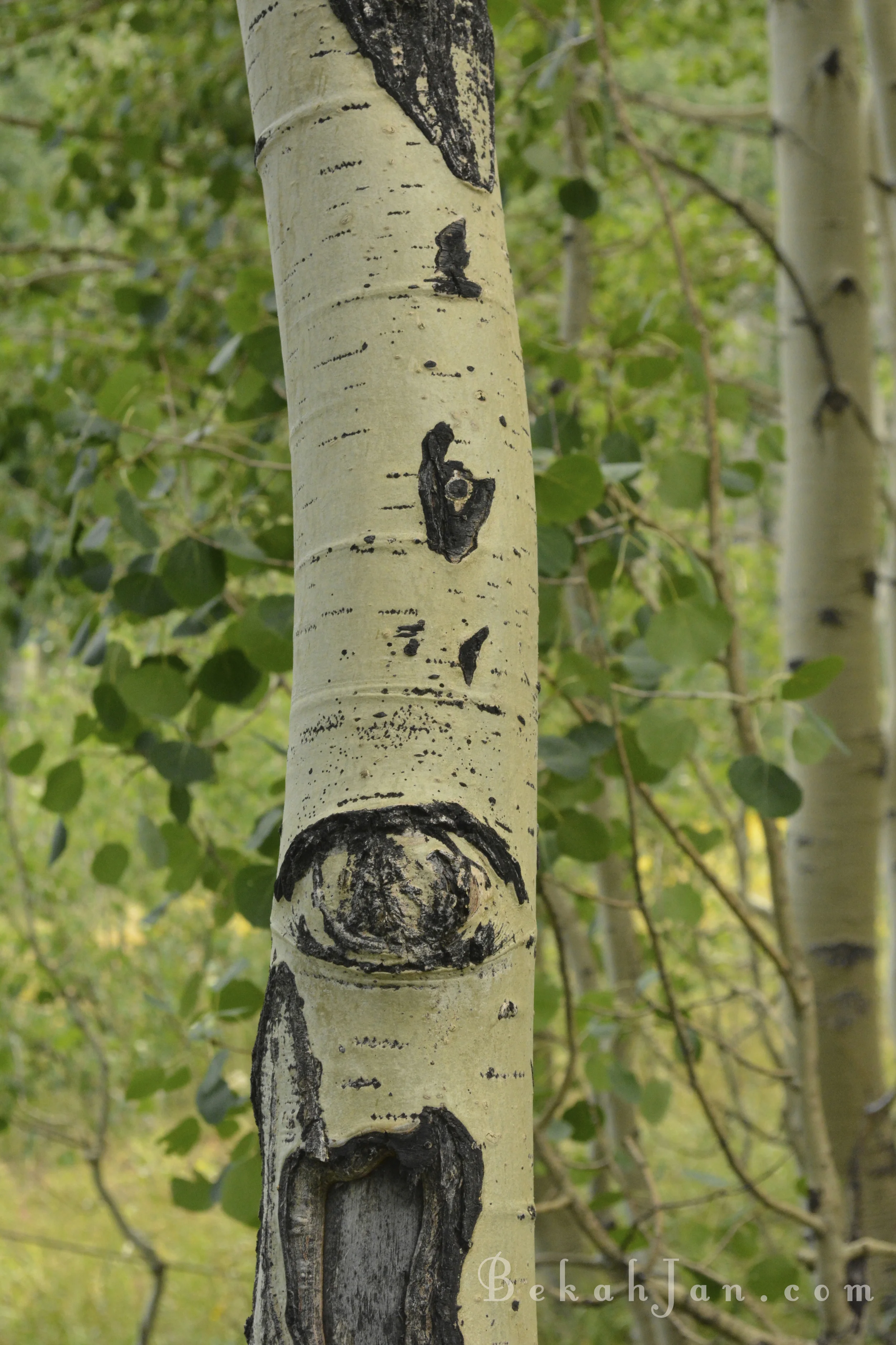 Aspen W.jpg