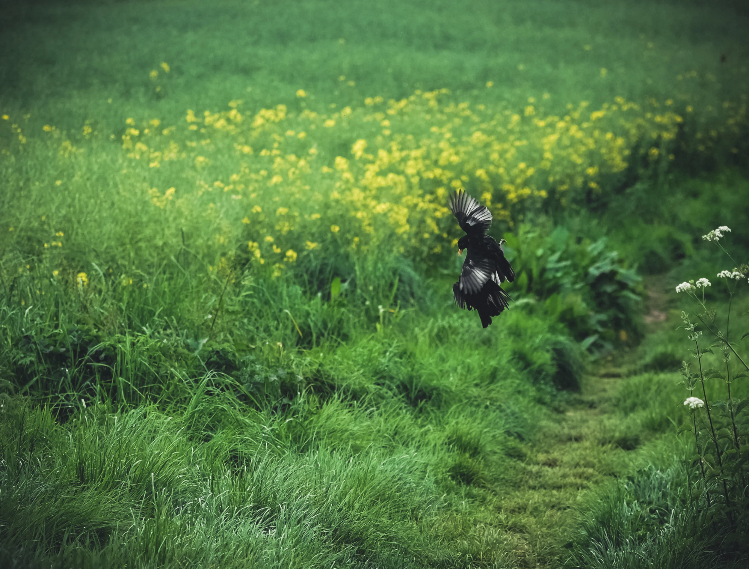 The focus is much quicker for fast moving subjects.