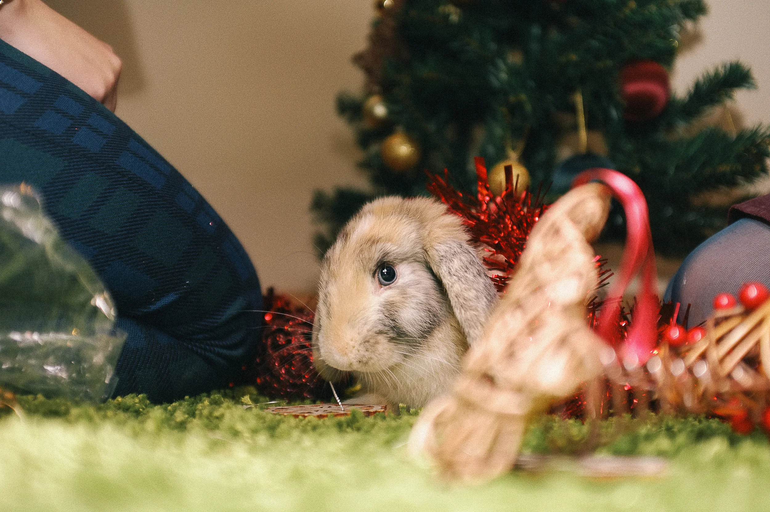 Christmas rabbit, Fuji X100 flash bounced.
