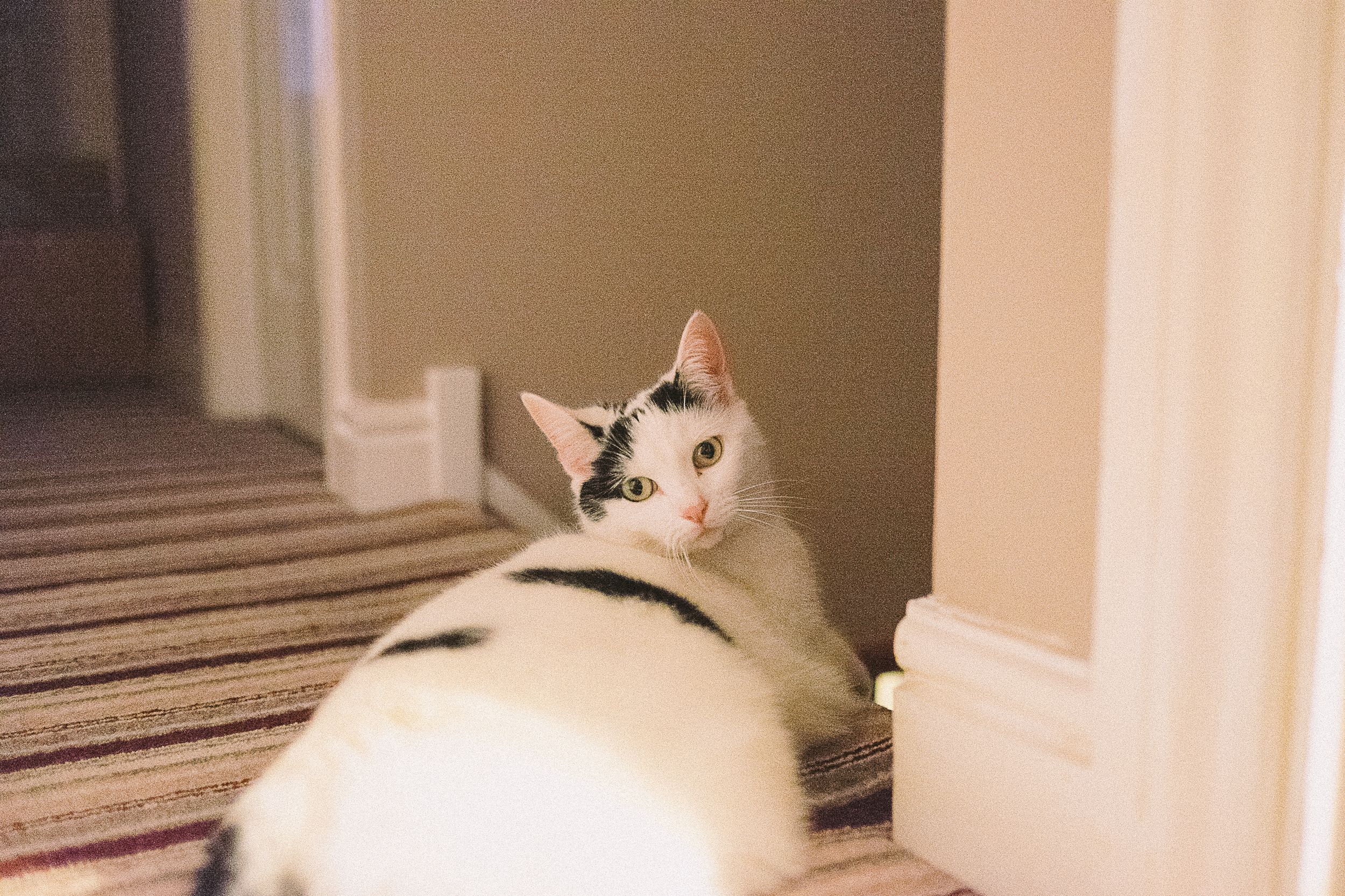 Low Light - 23mm shot at : F1.4 | iso6400 | 1/45th