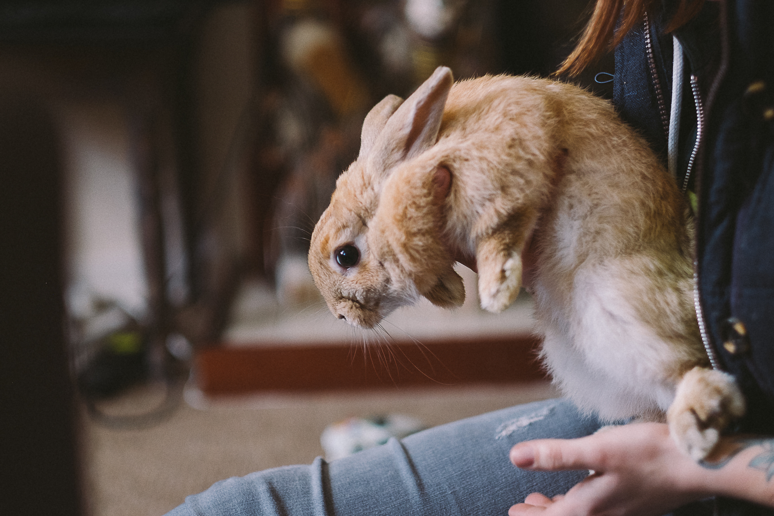 bunny-1-2.jpg
