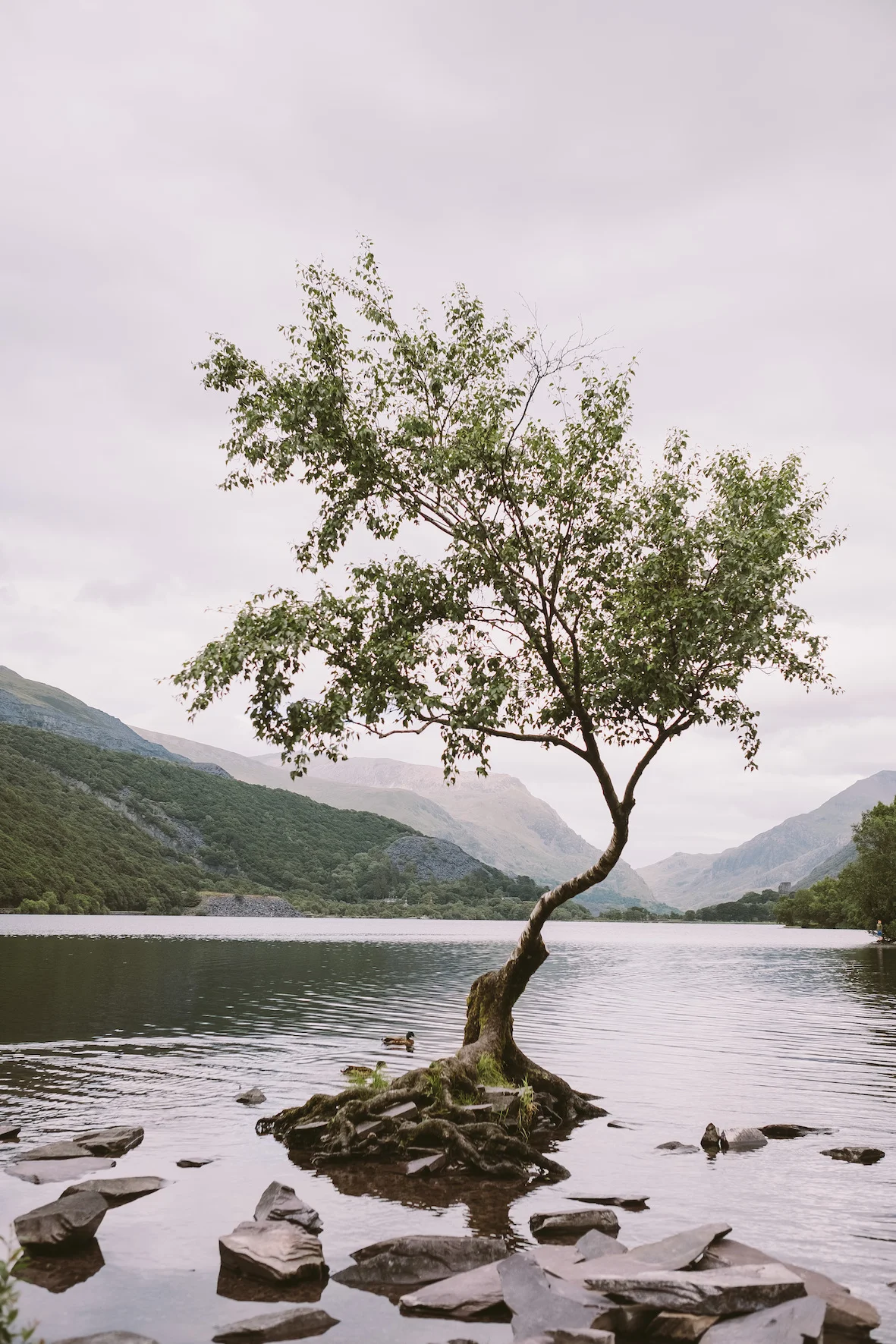 The lone tree at Llyn Padarn. Fuji X-H1 + 23mm 1.4 Lens