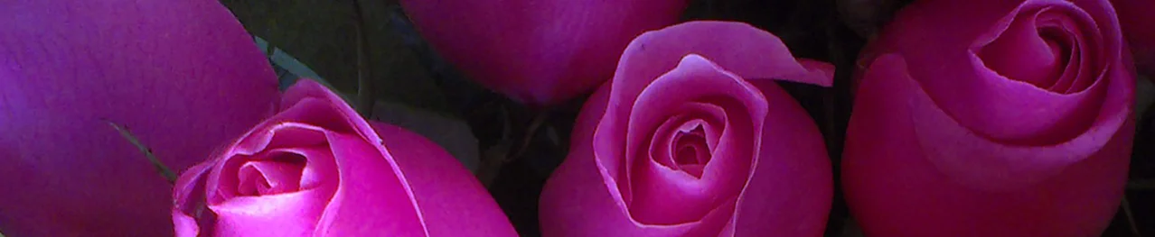Banner_rosen_1.jpg