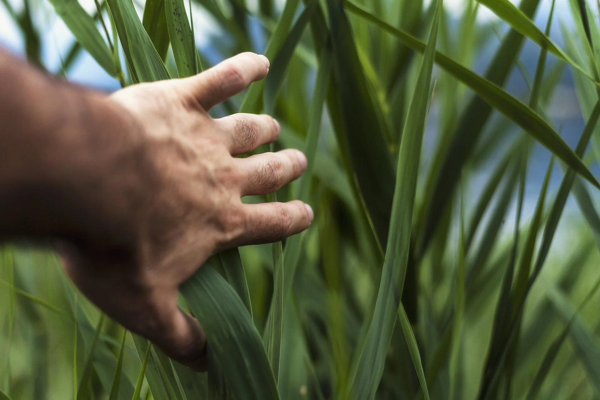workshops_hand_grass.jpg