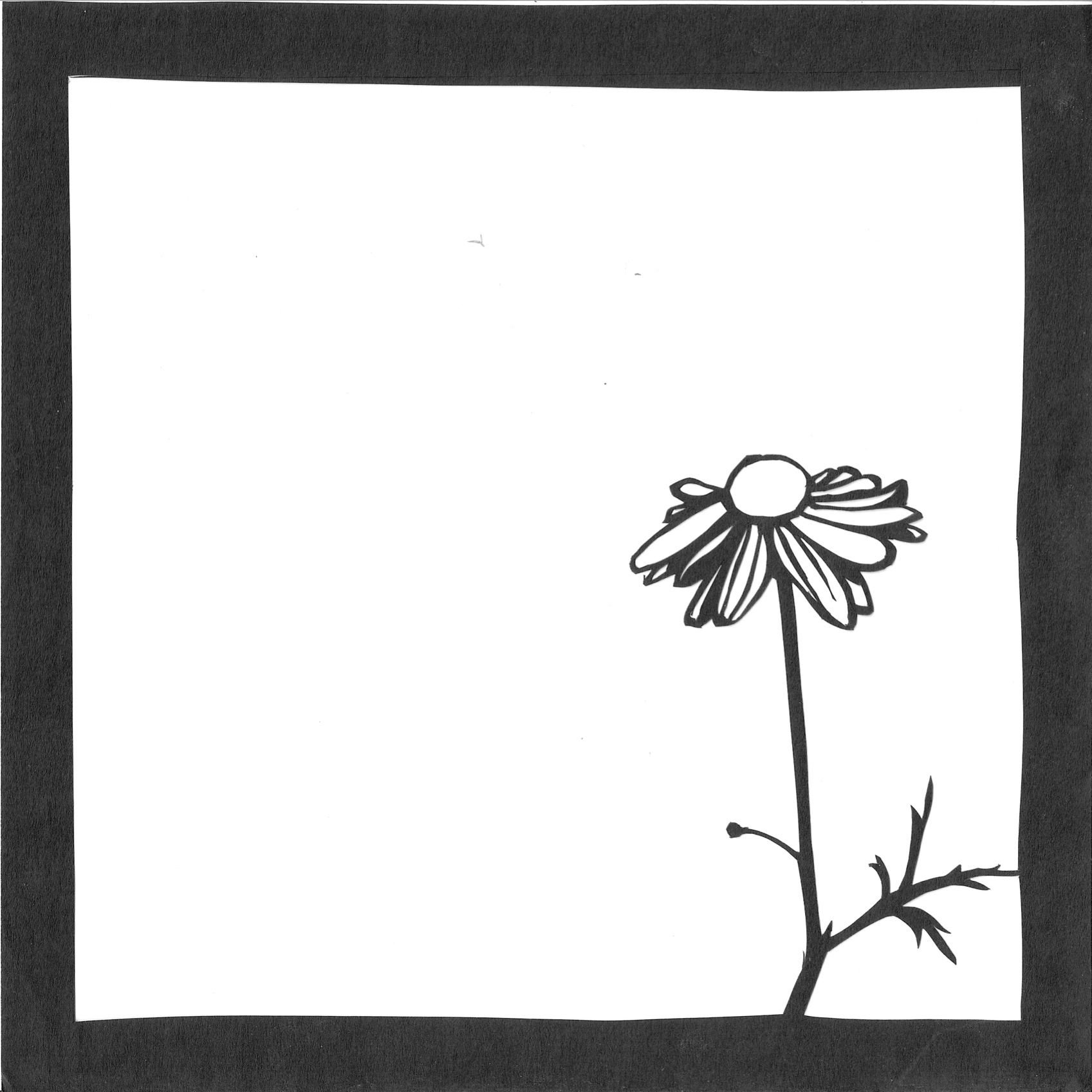 Daisy 3.jpeg