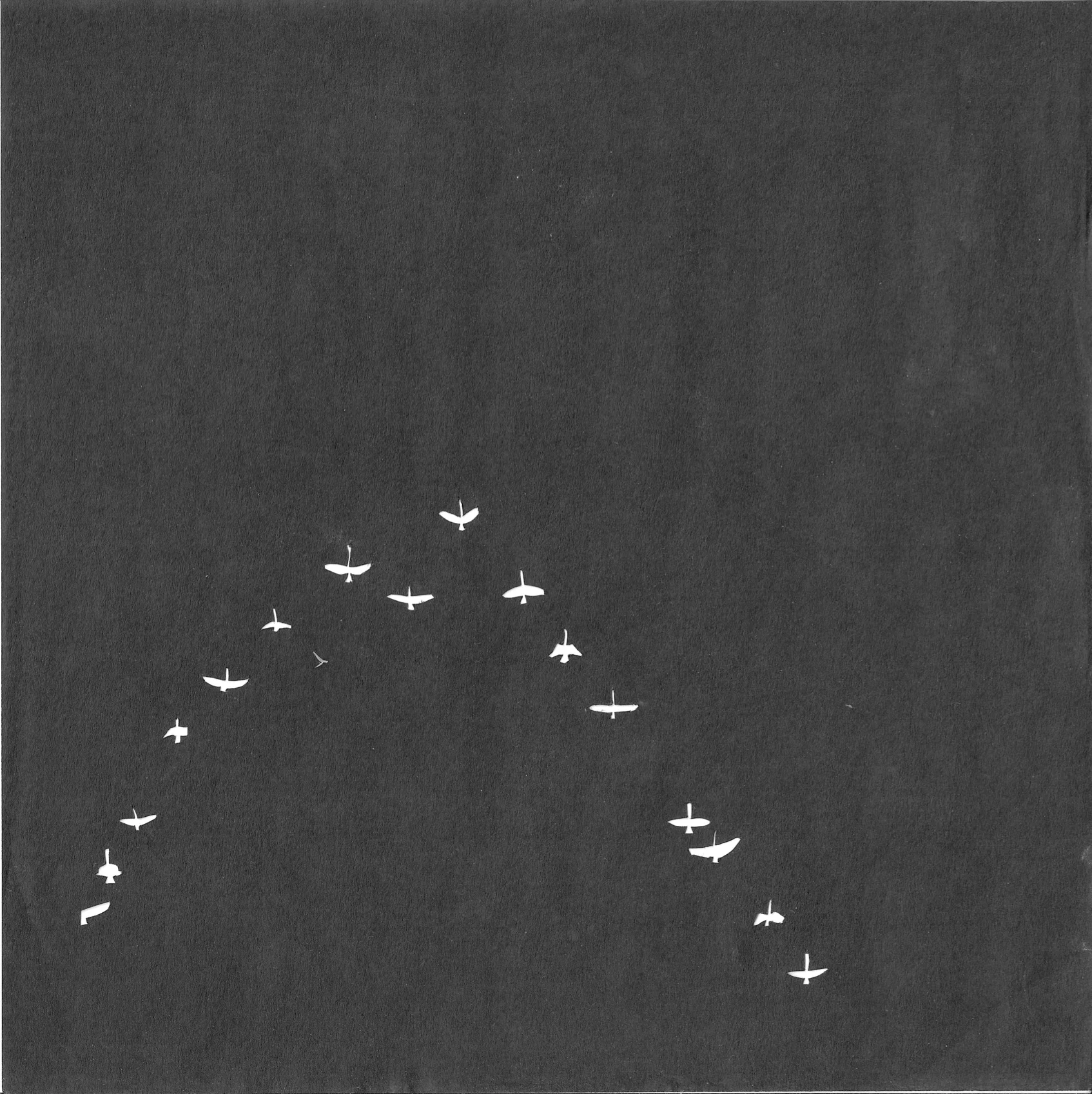 North Flock 3.jpeg
