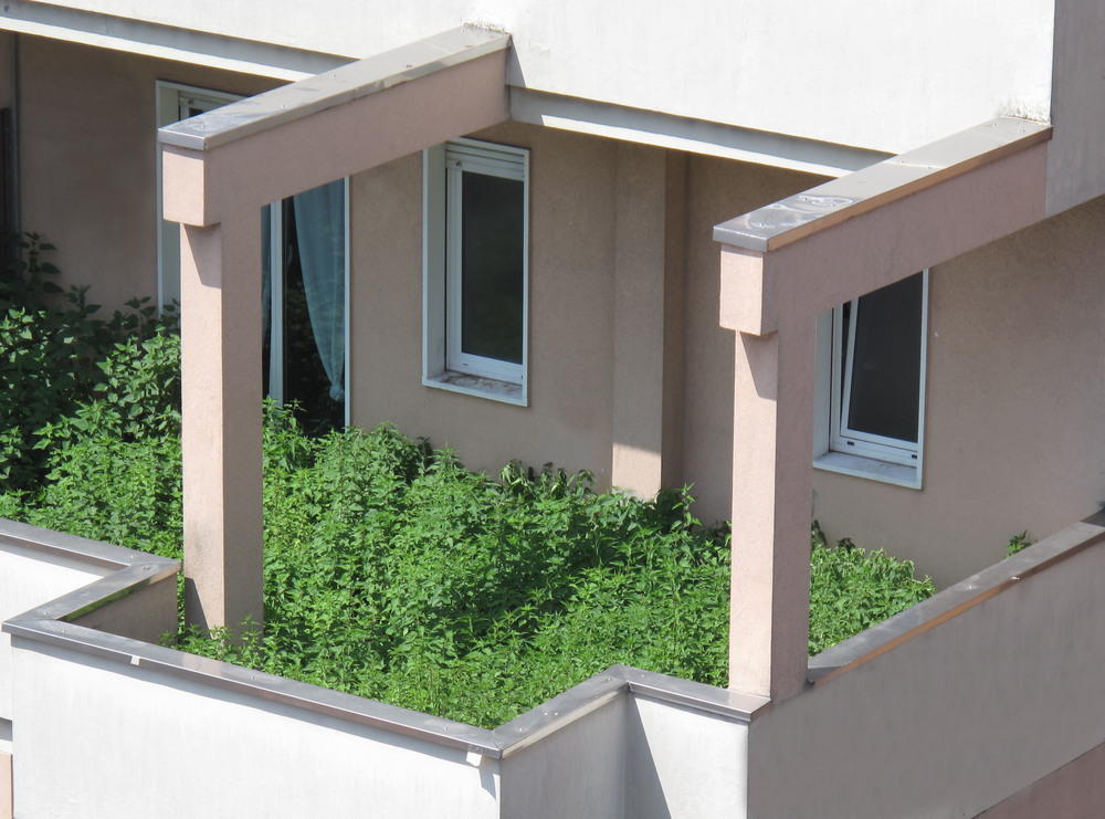 Urtica , Private Residence (Milan) 2012. Nettles 32 m² Urtica Pepe / Isola Pepe Verde (Milan) 2015. @ Coltivando l'utopia (2015), curated by Bert Theis. In 2015 I donated a small portion of this garden to Isola Pepe Verde (a self-organized social-art center and shared garden) for its birthday. The adjacent area of the community park turned into a building site with the city planning scheme. Isola Pepe Verde is therefore committed to save the neighbouring green space from being converted into a parking lot by occupying it. Urtica is part of a group of "fight-specific" installations.
