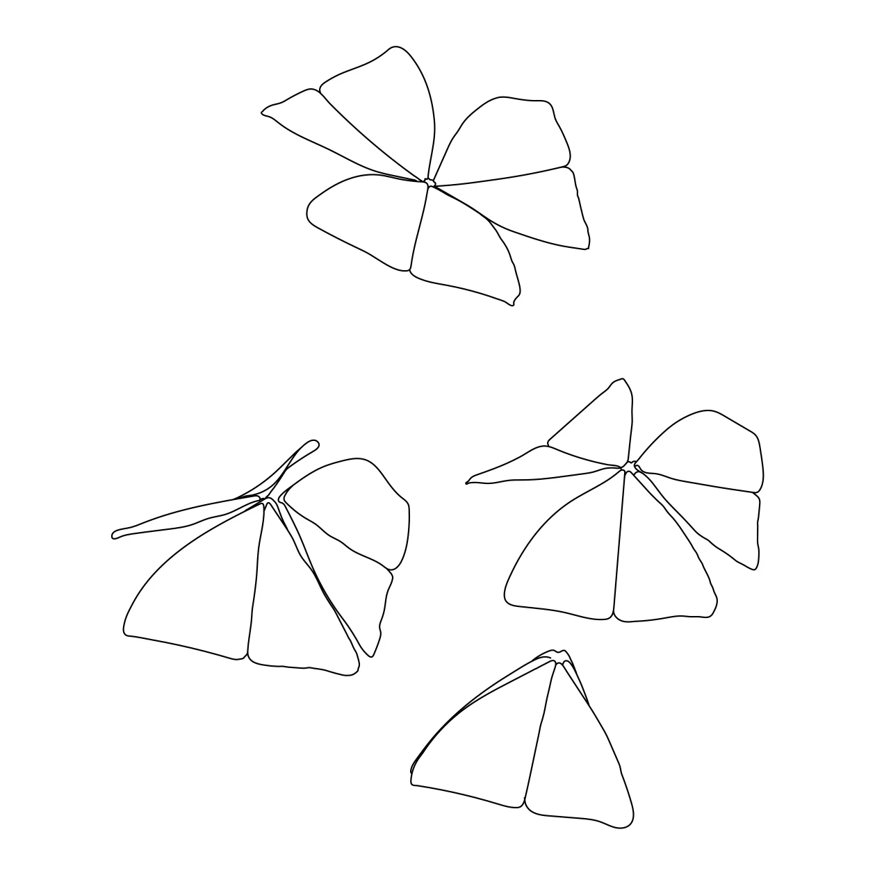 MarinaCavadini_Oxalis.jpg