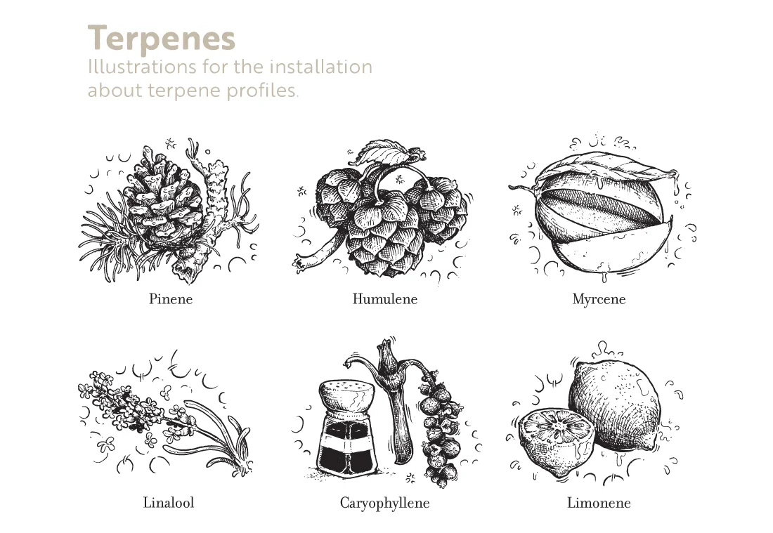 terpenes.jpg