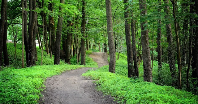 nature vs. stress : wholehearter