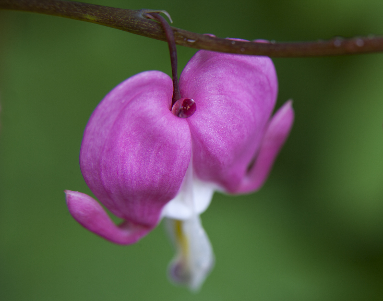 Bleeding heart (Monet's Garden)