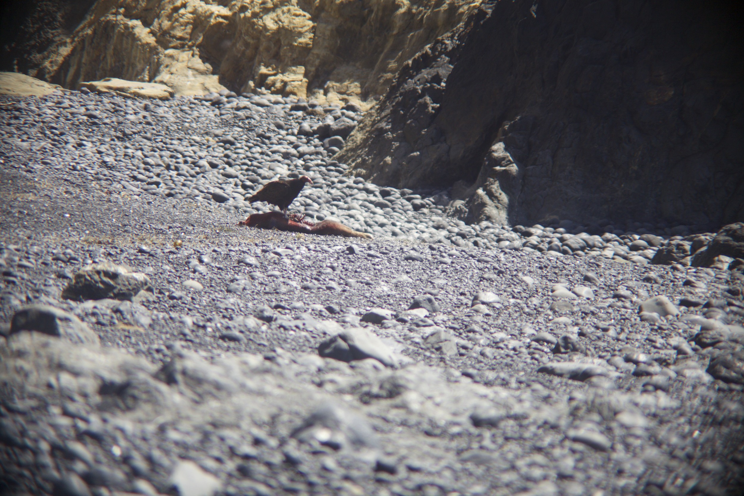 This vulture was stoked on this dead seal. 