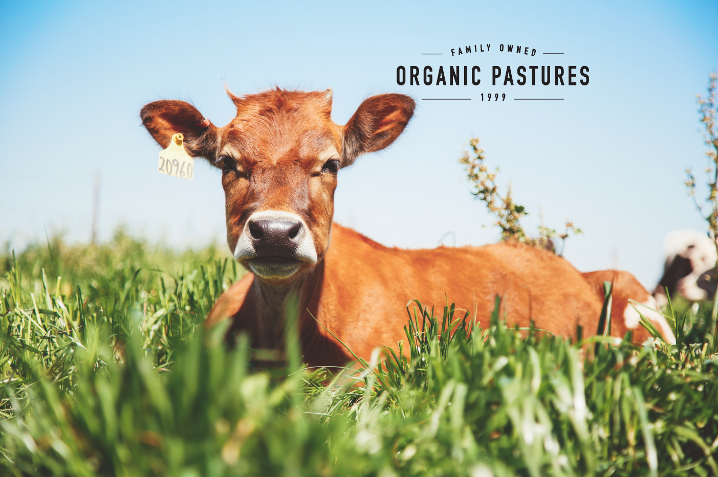Organic Pastures Grass-Grazing Cow