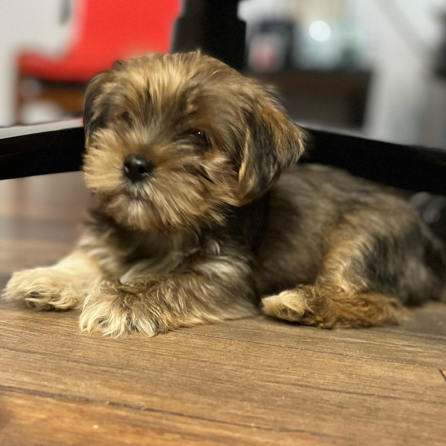 We added Styles to the fam. He is our new little morkie puppy.