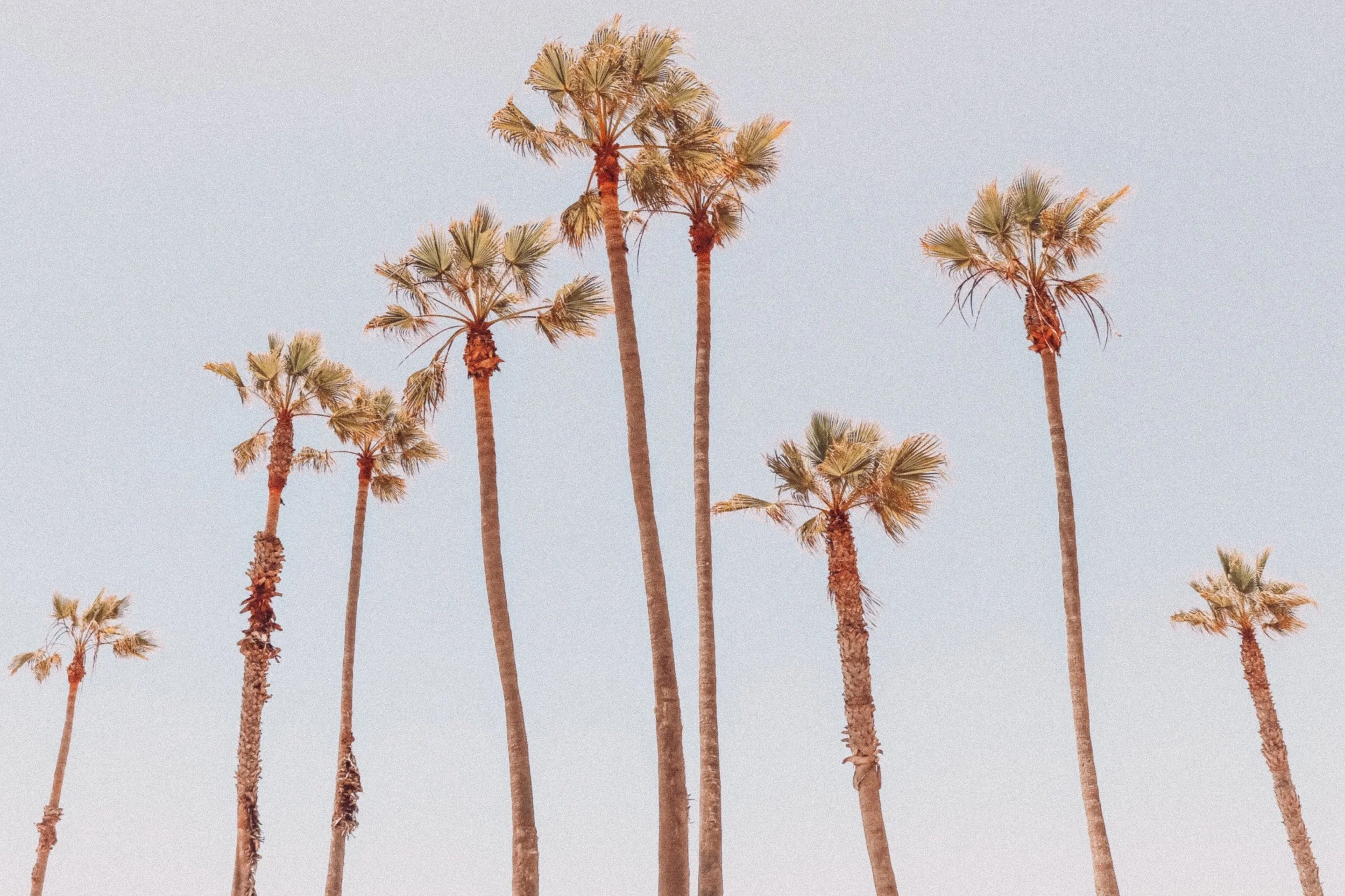 Los Angeles (Photo by Viviana Rishe )