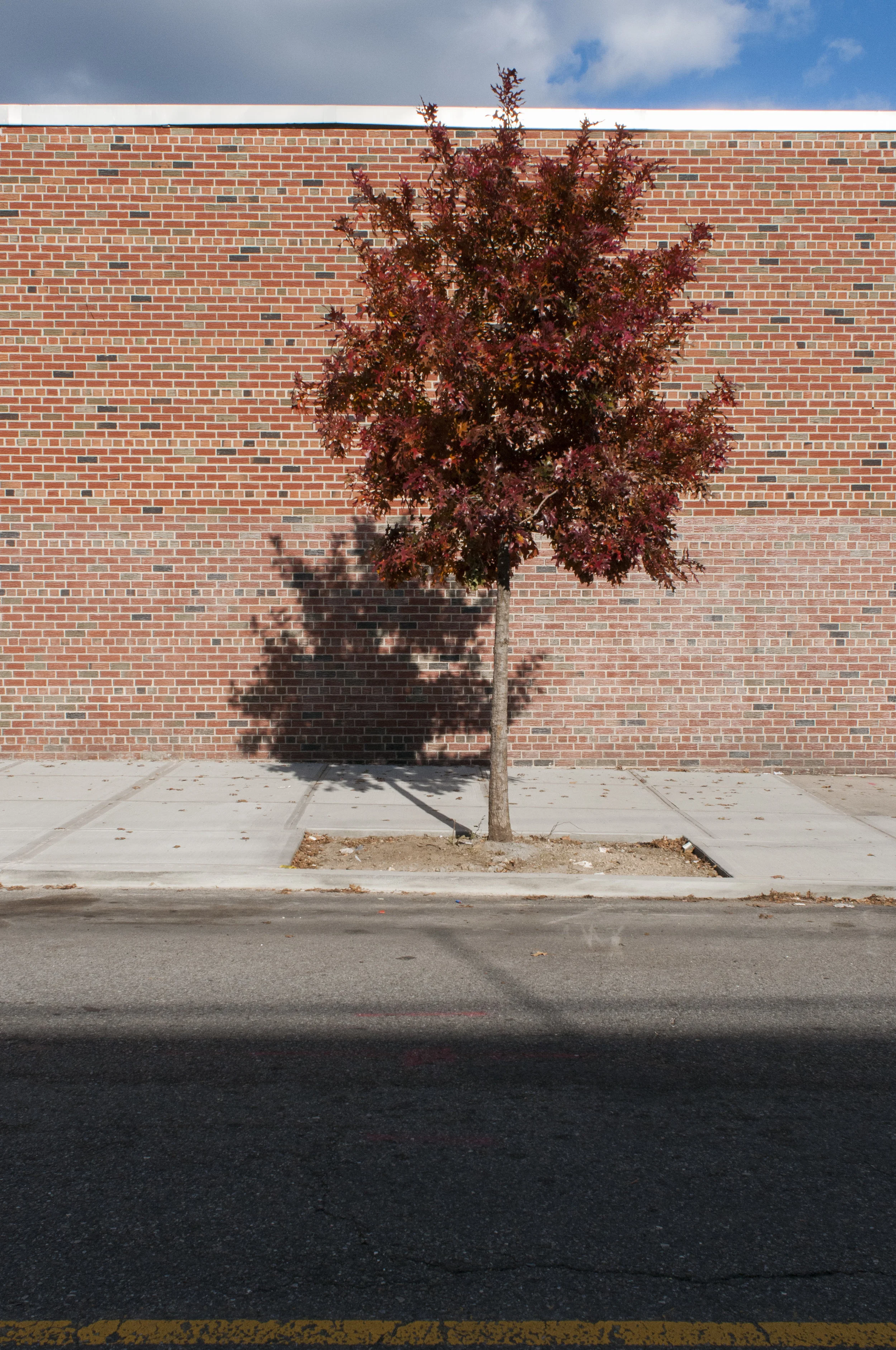 Foliage.jpg