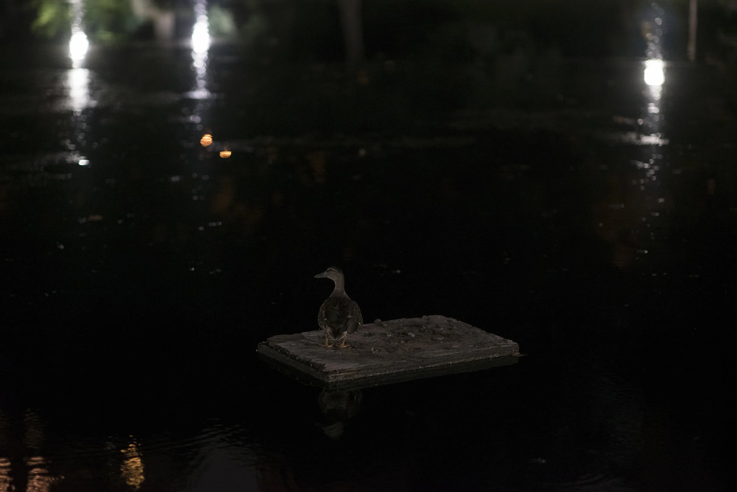 Of The Night 5.jpg