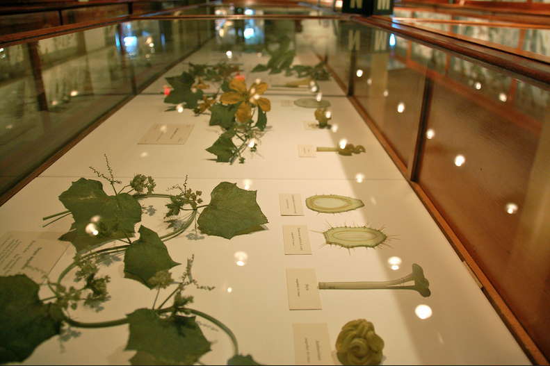 Glass Flowers Gallery — STYLE 02138