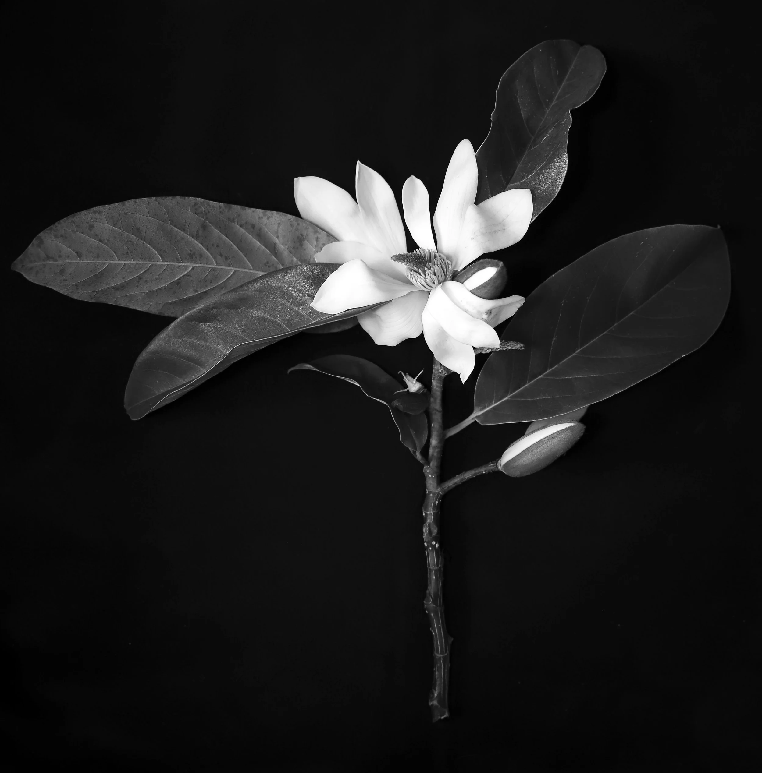Magnolia