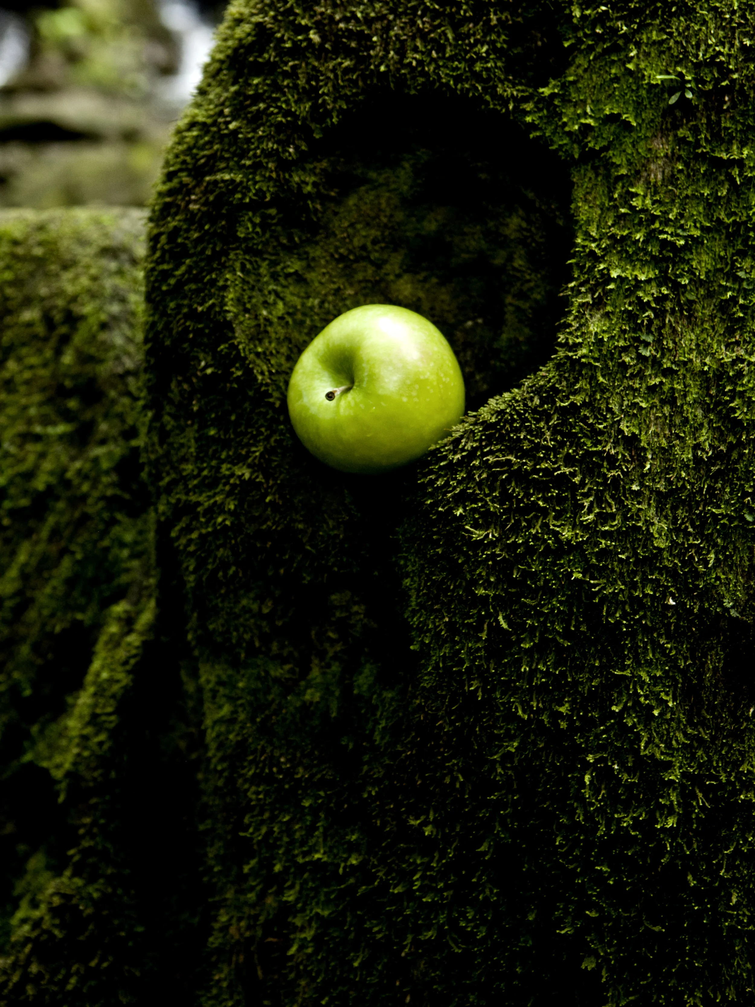 apple_IMG_6509wef.jpg