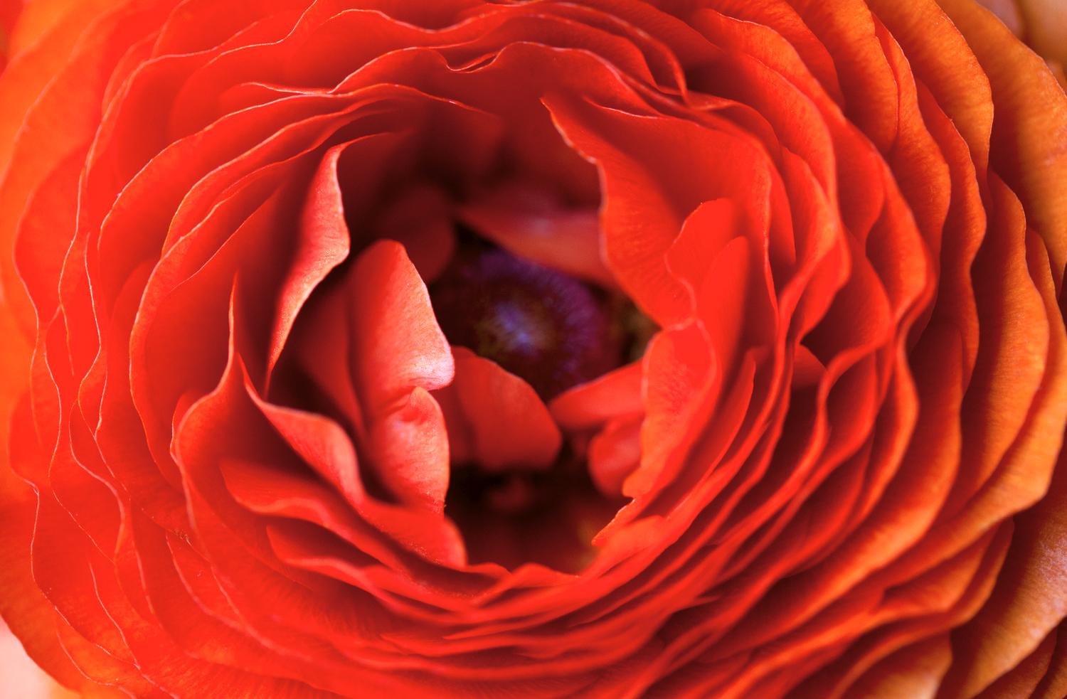 bellevue_flower.png