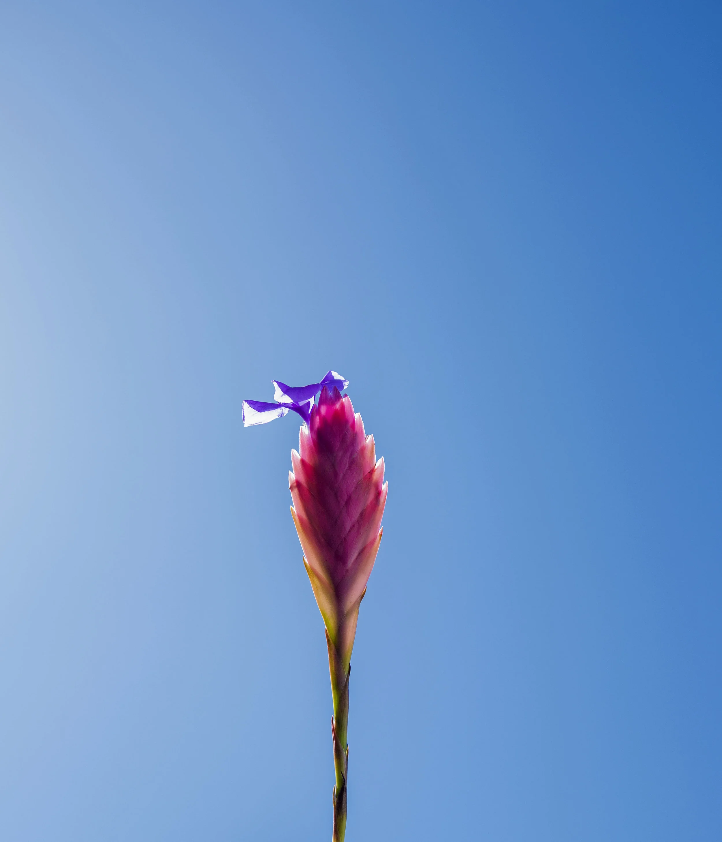 Flower_MGL4135web.jpg
