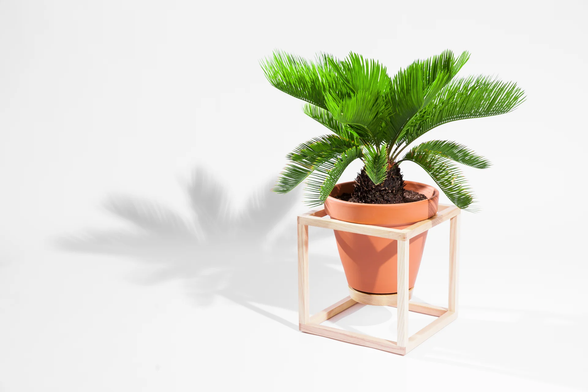The Cube Frame Planter is an indoor planter by Trey Jones Studio 