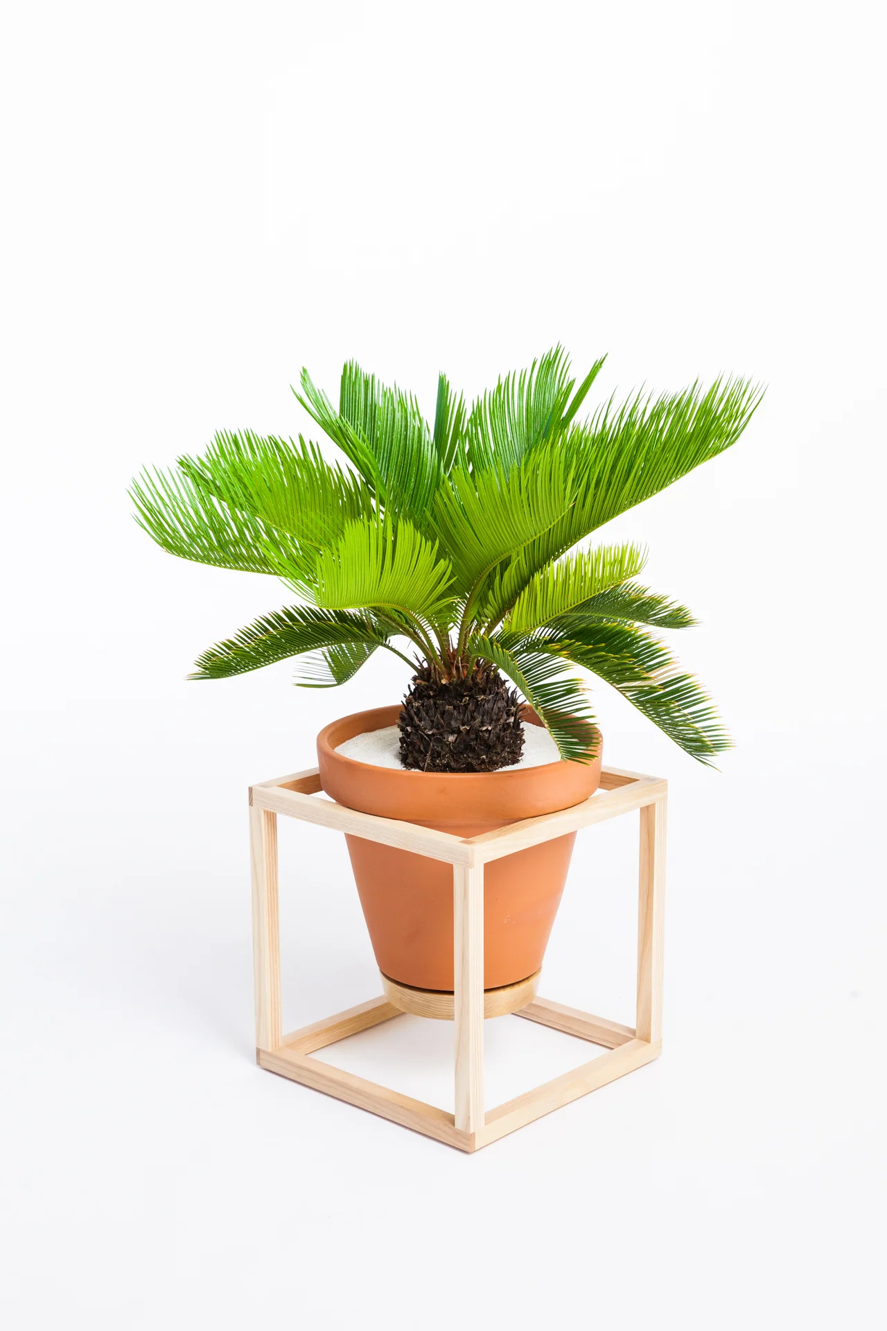 The Cube Frame Planter is an indoor planter by Trey Jones Studio 