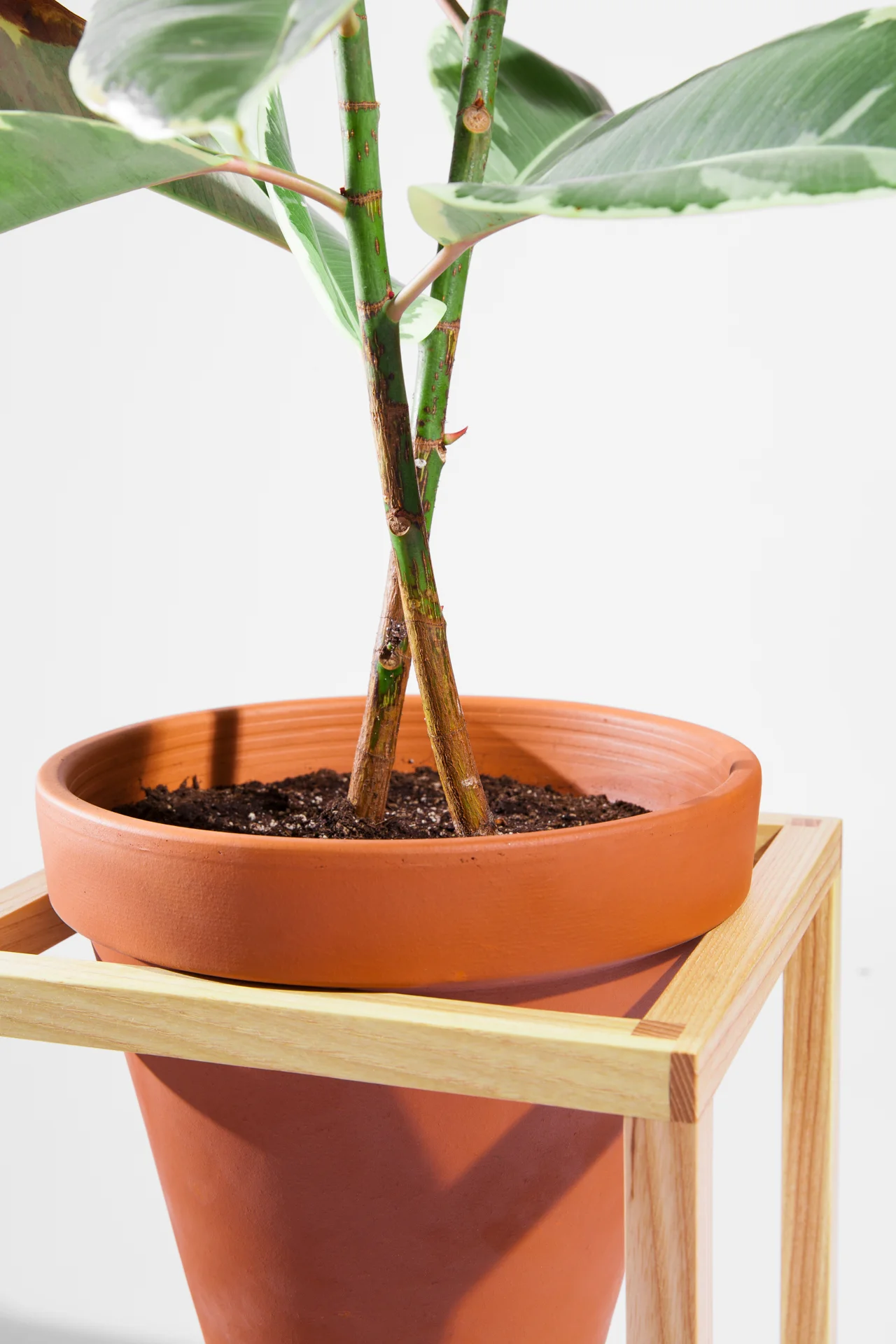 The Tall Frame Planter is an indoor planter by Trey Jones Studio