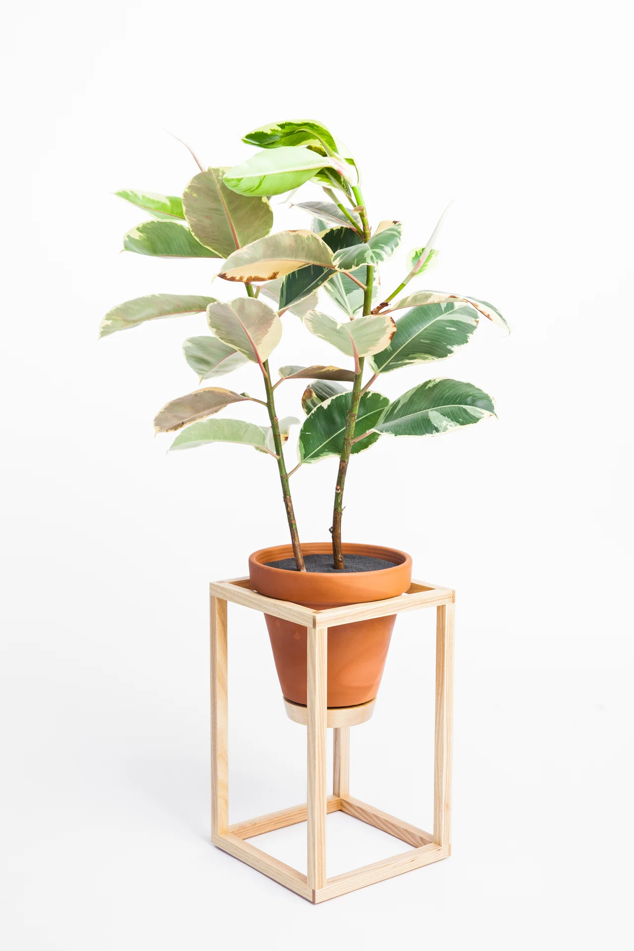 The Tall Frame Planter is an indoor planter by Trey Jones Studio