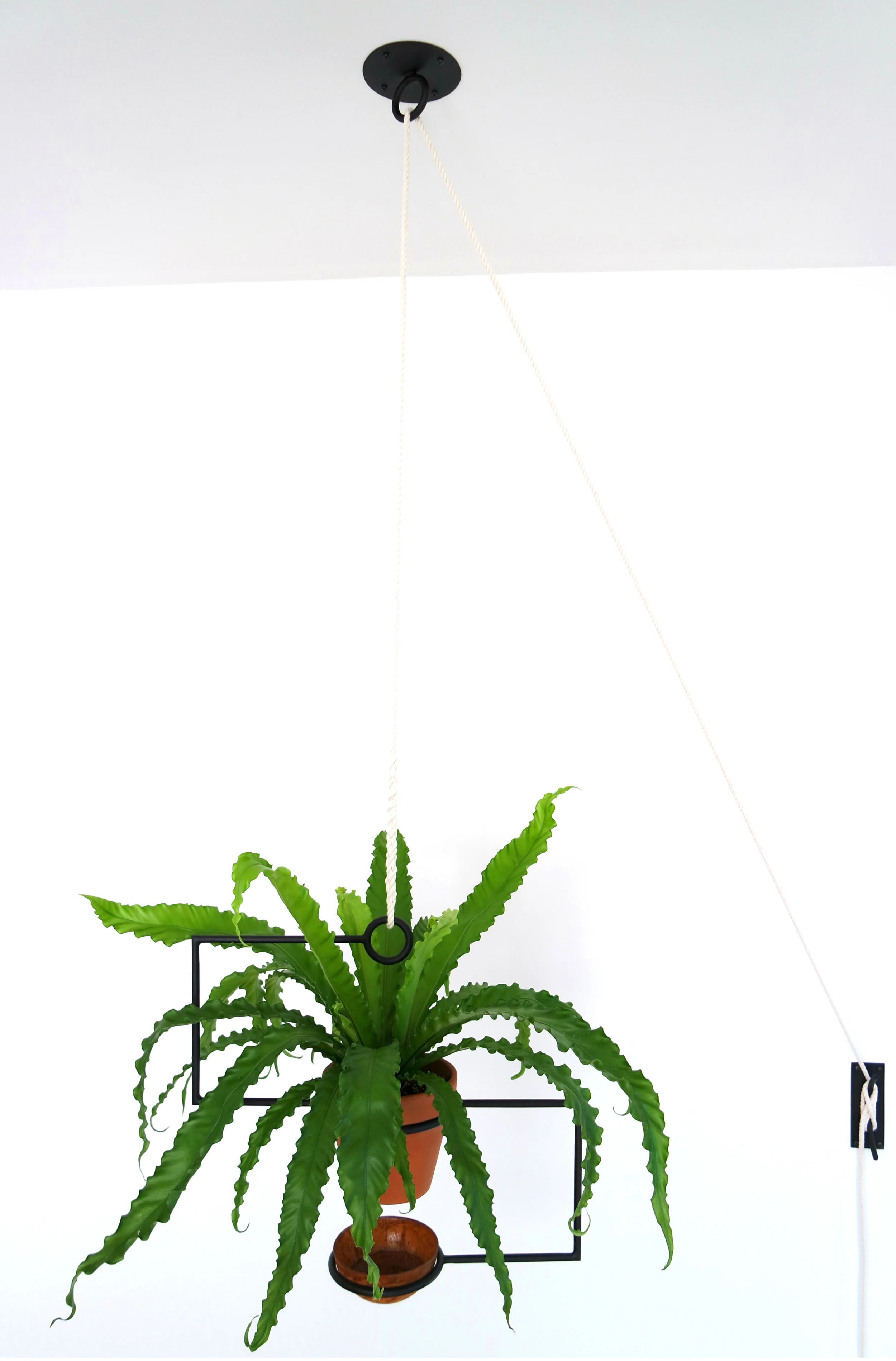 Line Planter with fern 2.jpg