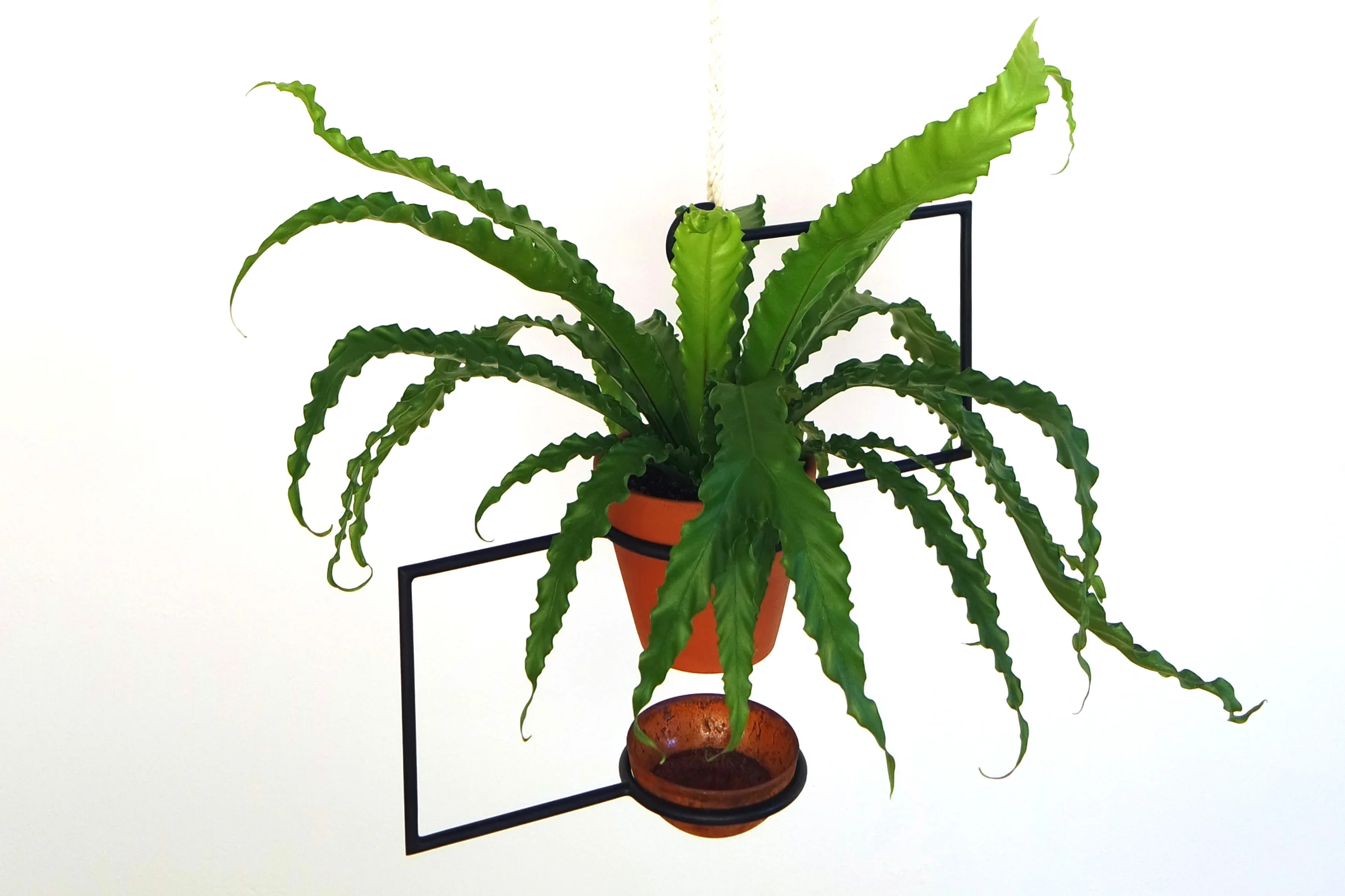 Line Planter with fern 4.jpg
