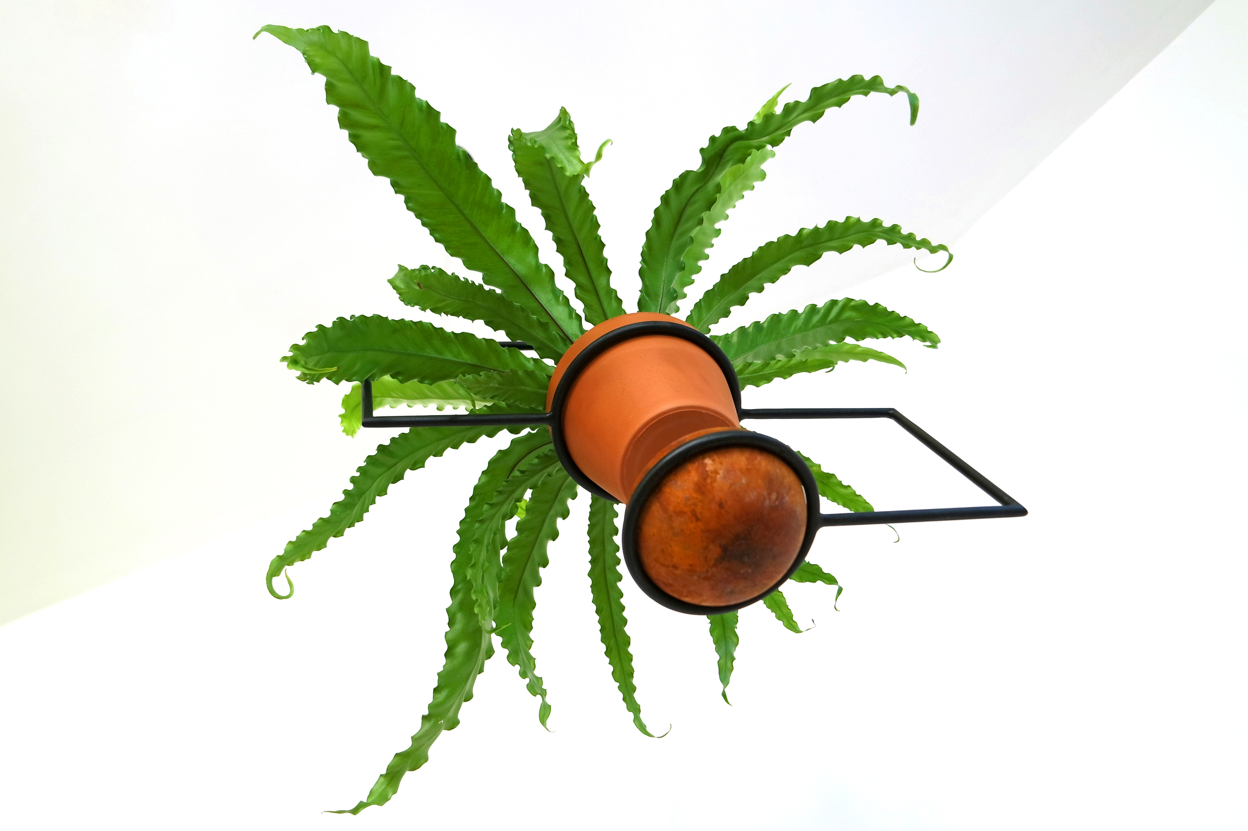 Line Planter with fern 8.jpg