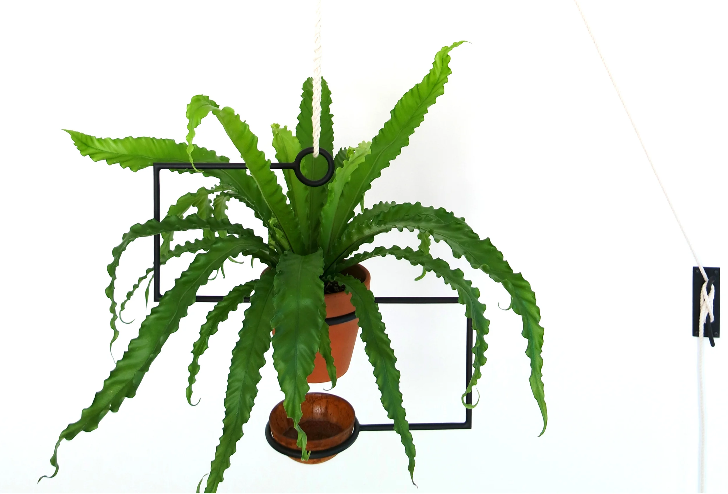 Line Planter with fern 3.jpg