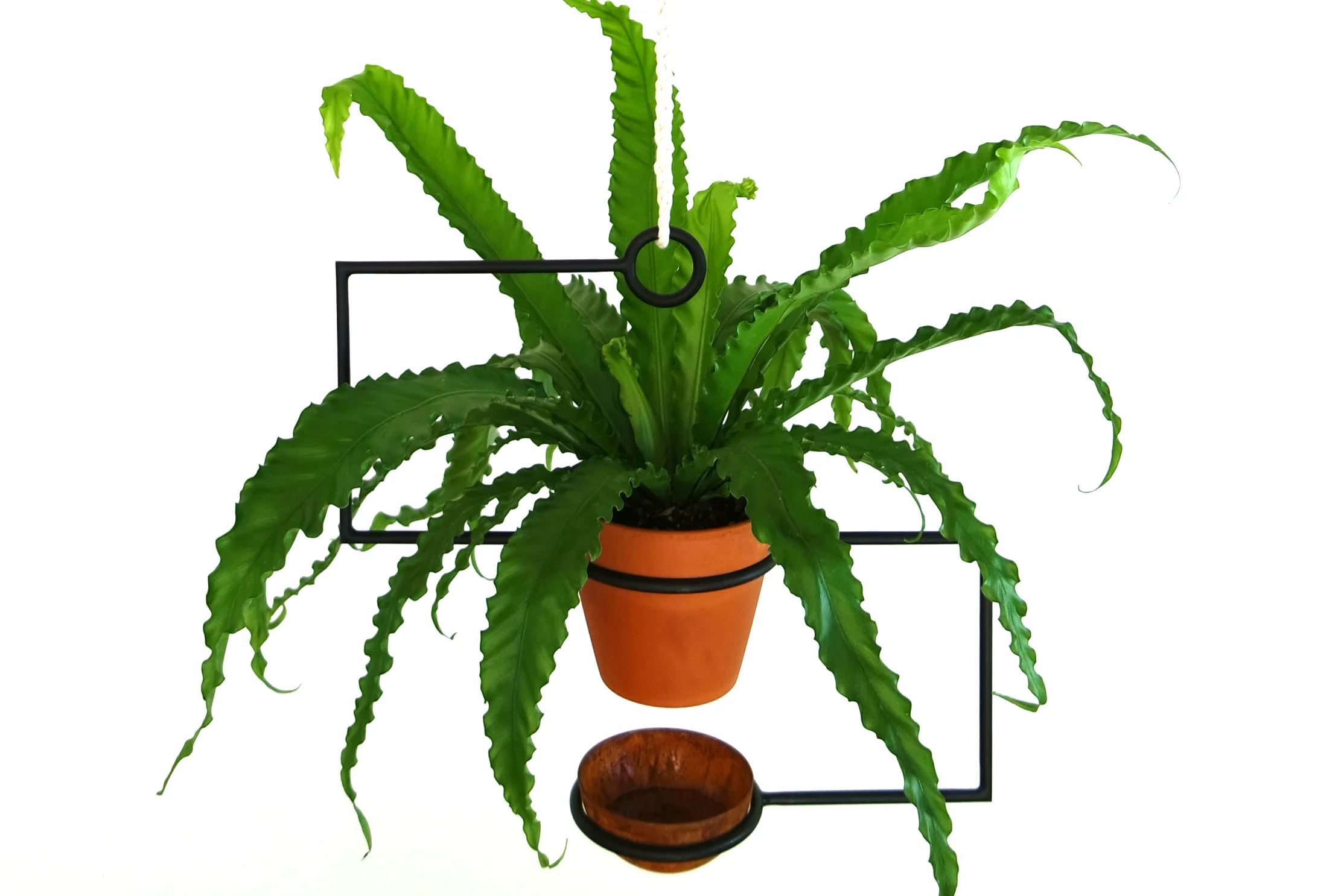 Line Planter with fern 5.jpg