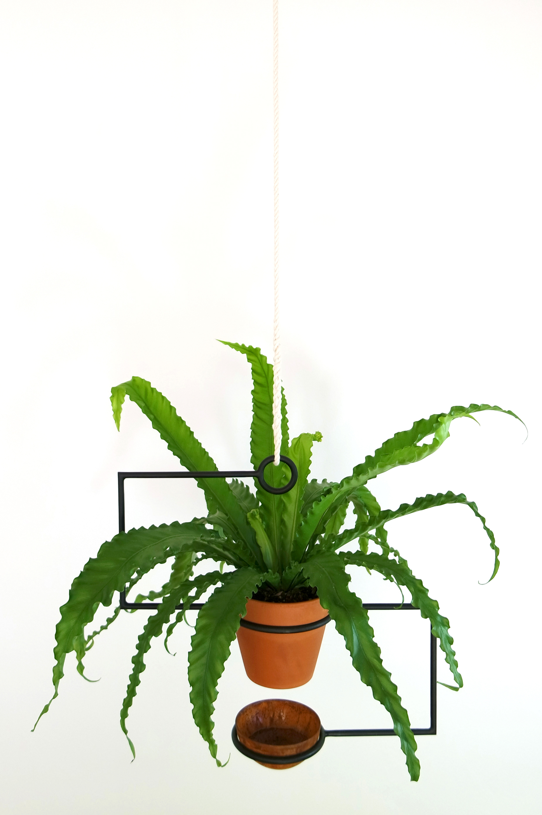 Line Planter with fern 7.jpg