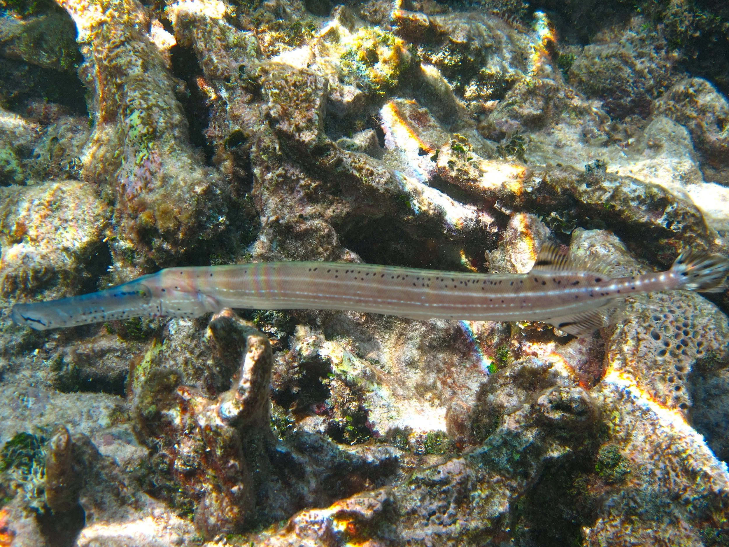IMG_0204.jpg