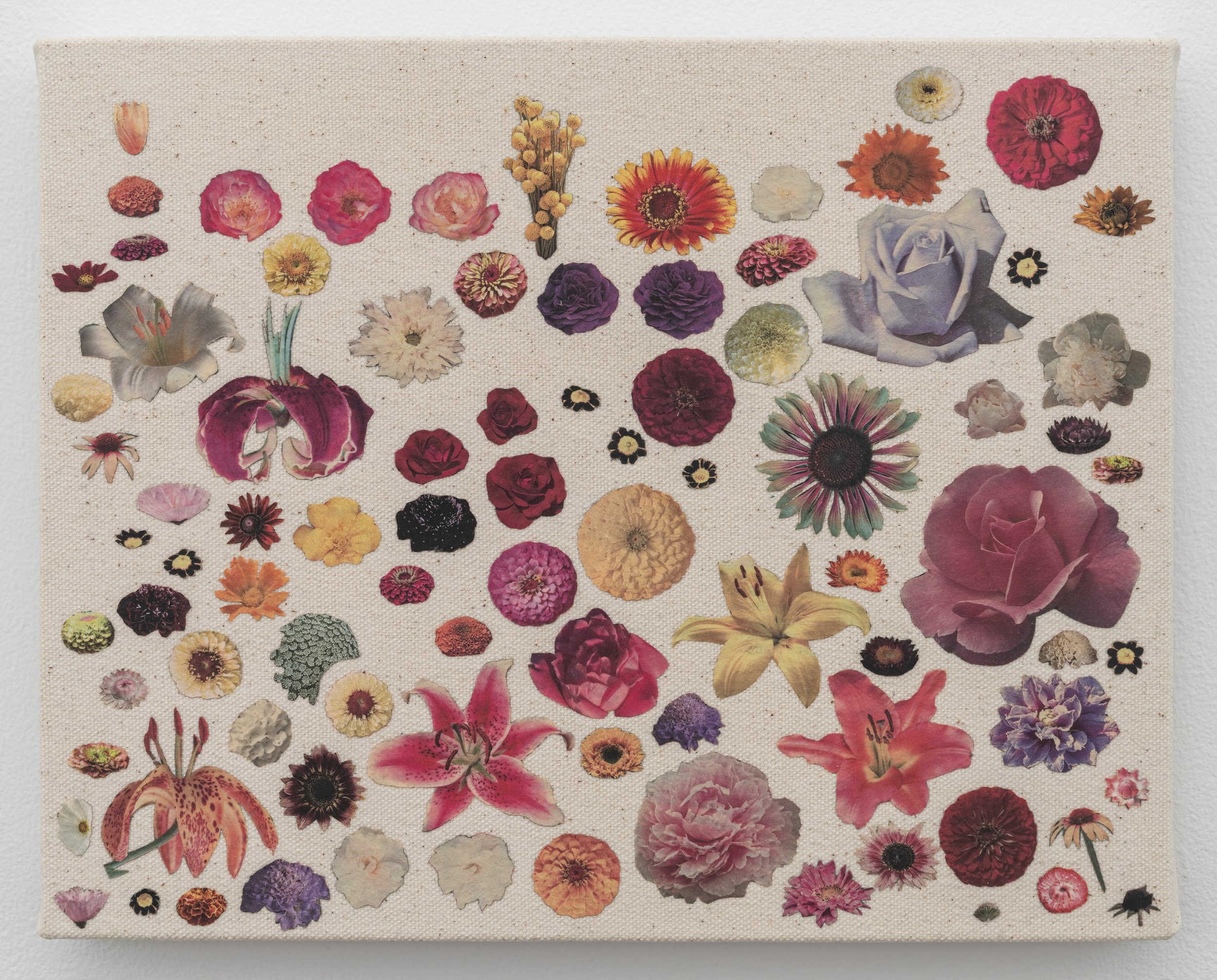   Petra , 2025, seed catalog, PVA, and UV varnish on canvas, 8 x 10 in (20.3 x 25.4 cm) 